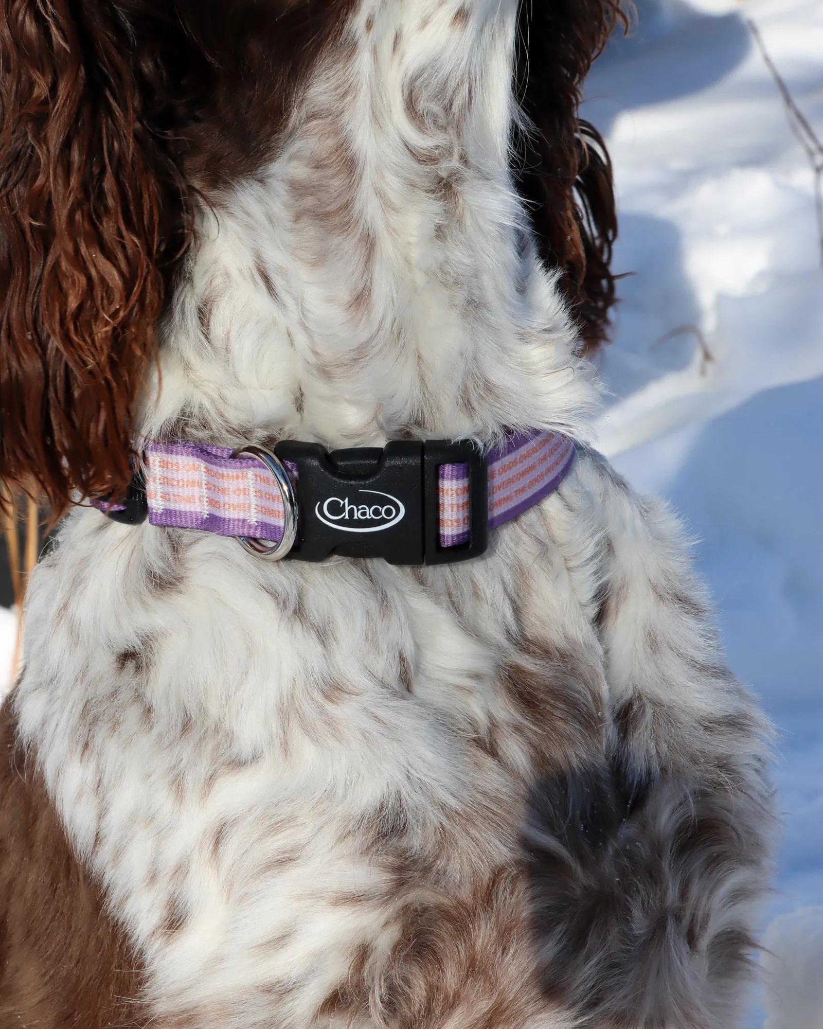 Chacos Dog Collars Accessories Pets