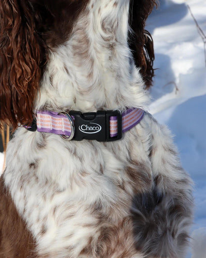 Chacos Dog Collars Accessories Pets