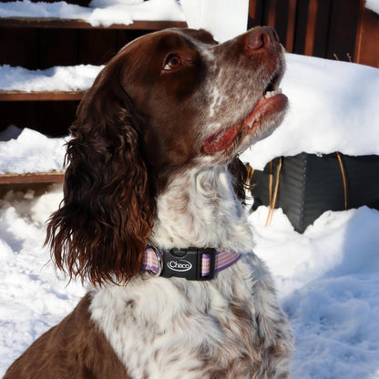 Chacos Dog Collars Accessories Pets
