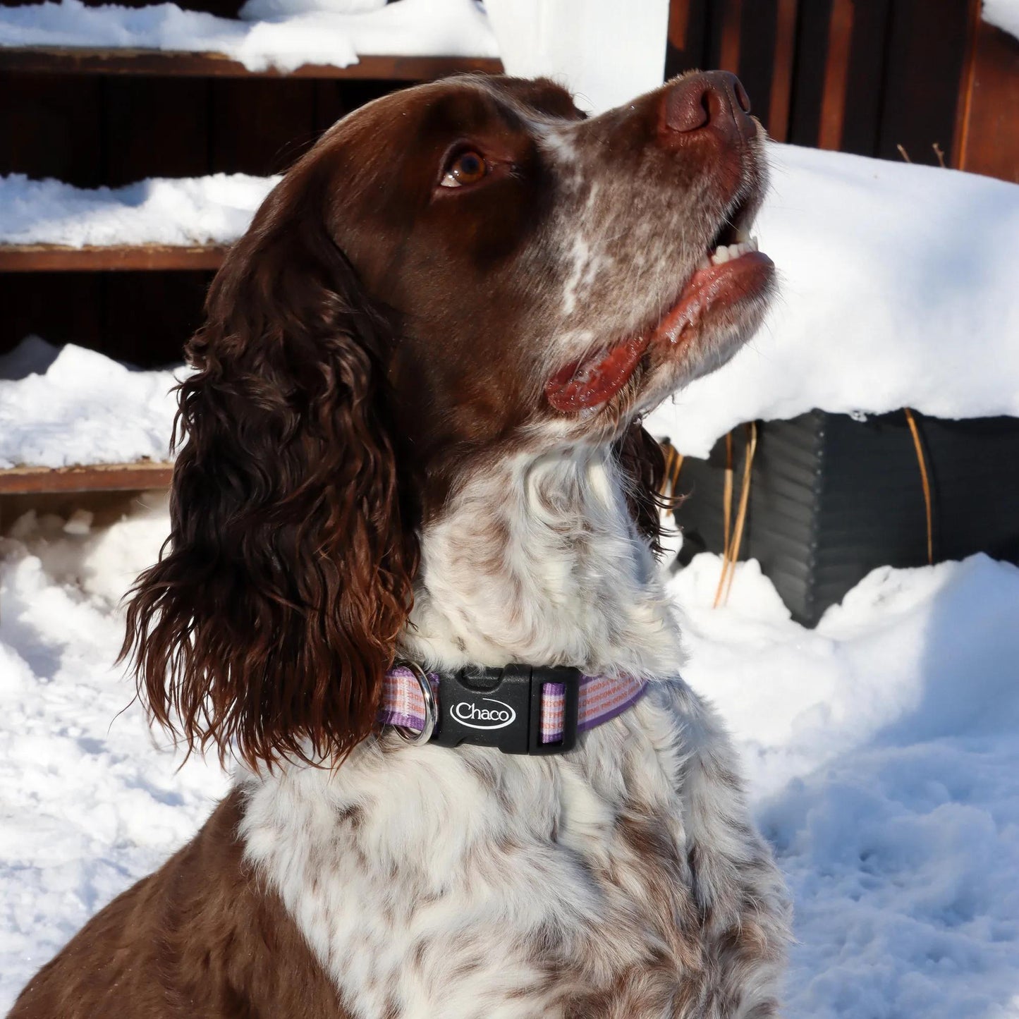 Chacos Dog Leashes Accessories Pets